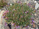 15 Purple Flowers Near Gasherbrum North Base Camp in China